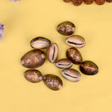 Black Cowry Shell used for puja rituals, spiritual growth, protection, and prosperity.
