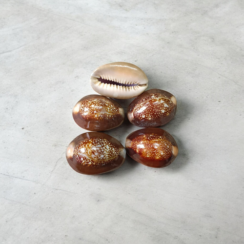 Black Cowry for Puja  Set of 10 – Sacred Shell for Spiritual Rituals & Protection