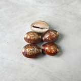 Black Cowry Shell used for puja rituals, spiritual growth, protection, and prosperity