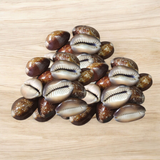 Black Cowry Shell used for puja rituals, spiritual growth, protection, and prosperity