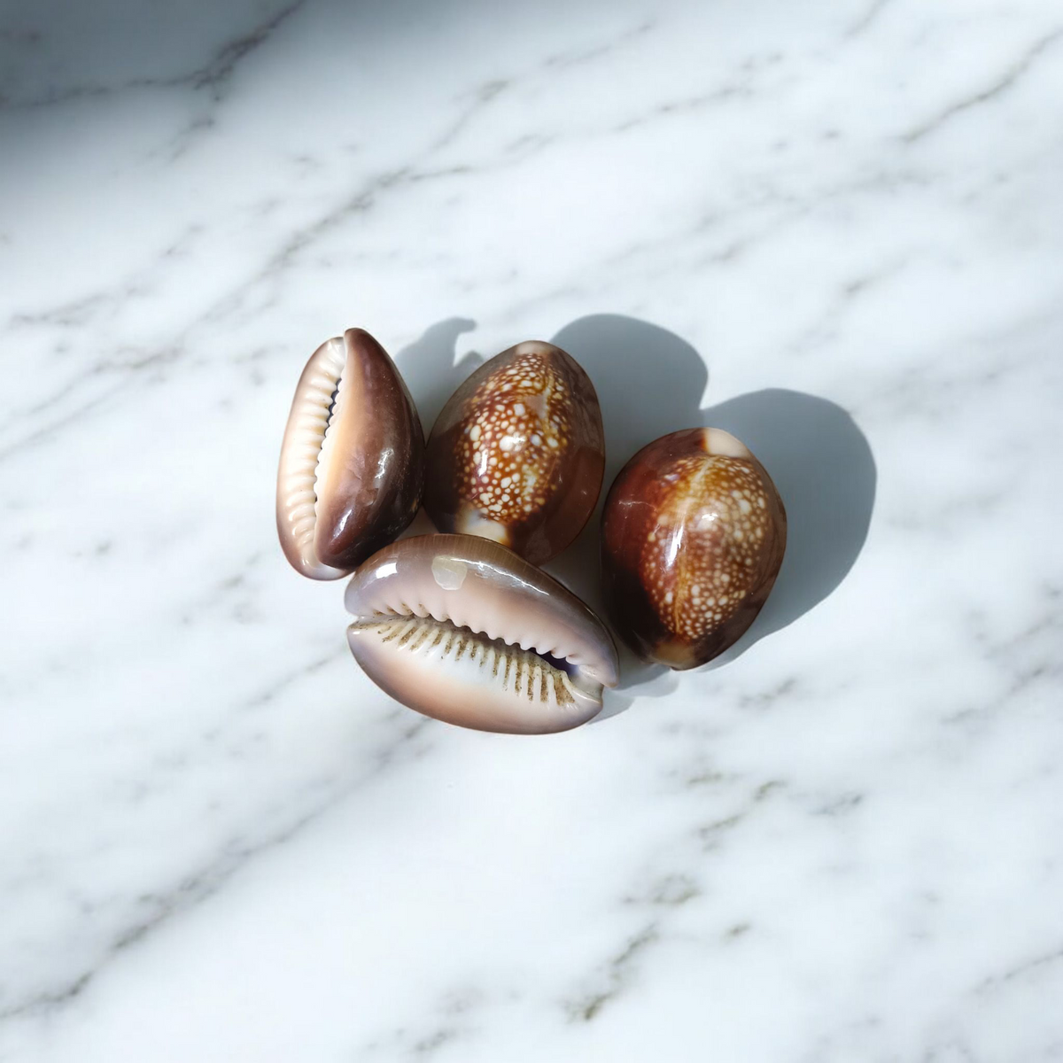 Black Cowry Shell used for puja rituals, spiritual growth, protection, and prosperity