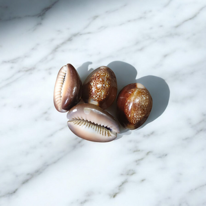 Black Cowry Shell used for puja rituals, spiritual growth, protection, and prosperity