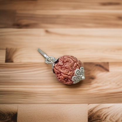 Combo Of 2 Mukhi With 5 Mukhi Rudraksha | Lab Certified