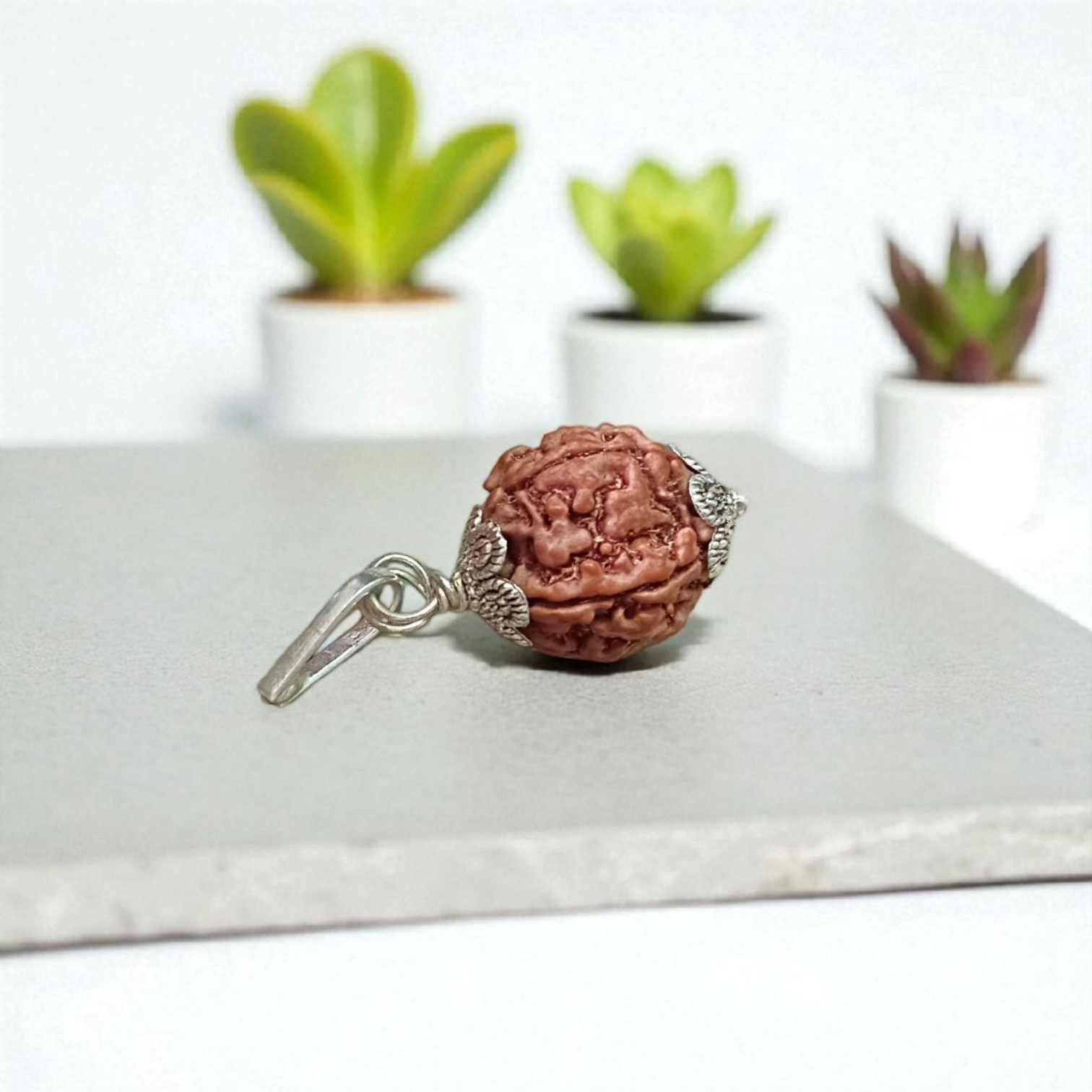 Combo Of 2 Mukhi With 5 Mukhi Rudraksha | Lab Certified