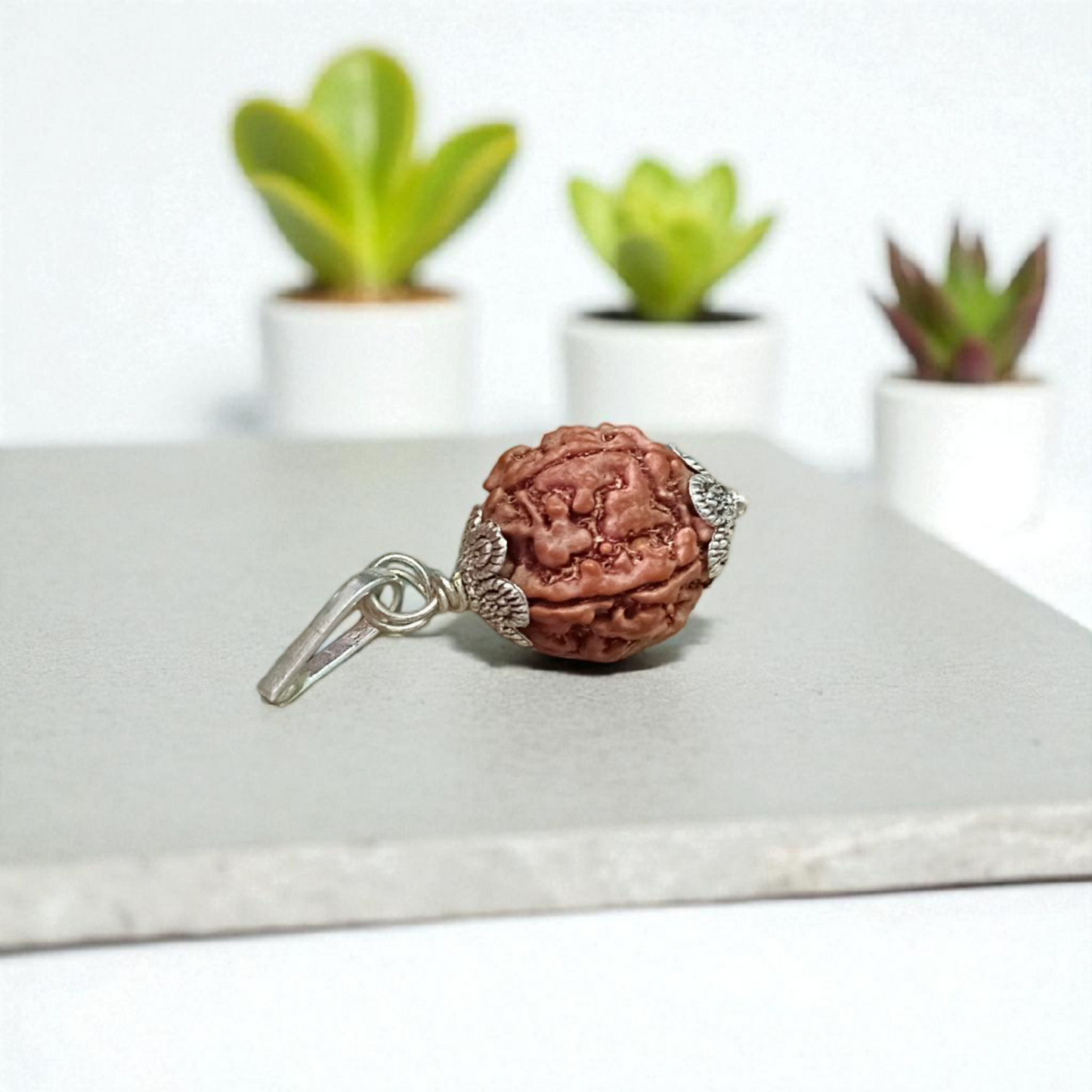 Combo Of 2 Mukhi With 5 Mukhi Rudraksha | Lab Certified