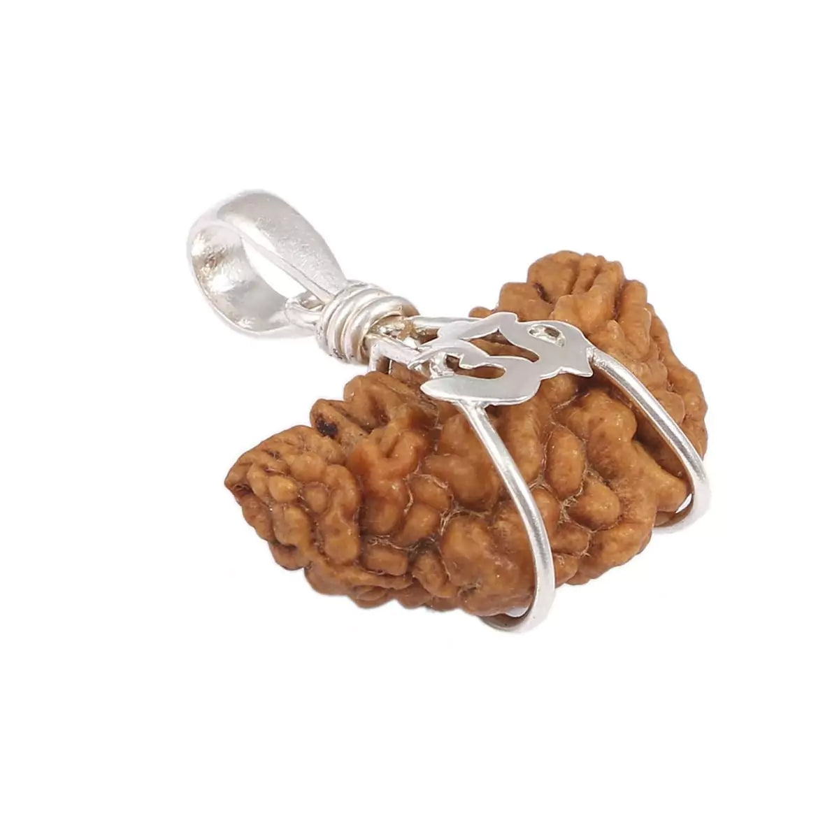 Combo of 1 Mukhi Rudraksha and 5 Mukhi Rudraksha, showcasing the sacred beads for spiritual growth and healing.