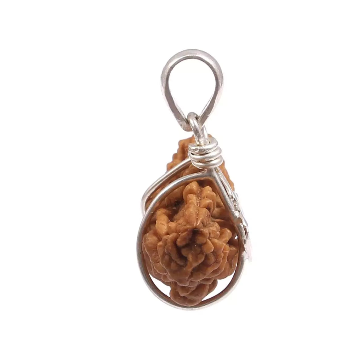 Combo of 1 Mukhi Rudraksha and 5 Mukhi Rudraksha, showcasing the sacred beads for spiritual growth and healing.