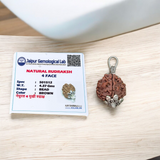 Combo of 1 Mukhi and 6 Mukhi Rudraksha Lab Certified beads for spiritual growth, confidence, and success