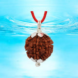 Combo of 4 Mukhi and 5 Mukhi Rudraksha Lab Certified beads for creativity, protection, and wisdom.
