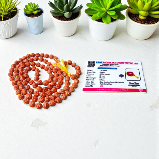 Combo of 5 Mukhi Rudraksha Mala and 5 Mukhi Rudraksha Pendant - Lab Certified - Gurupujan