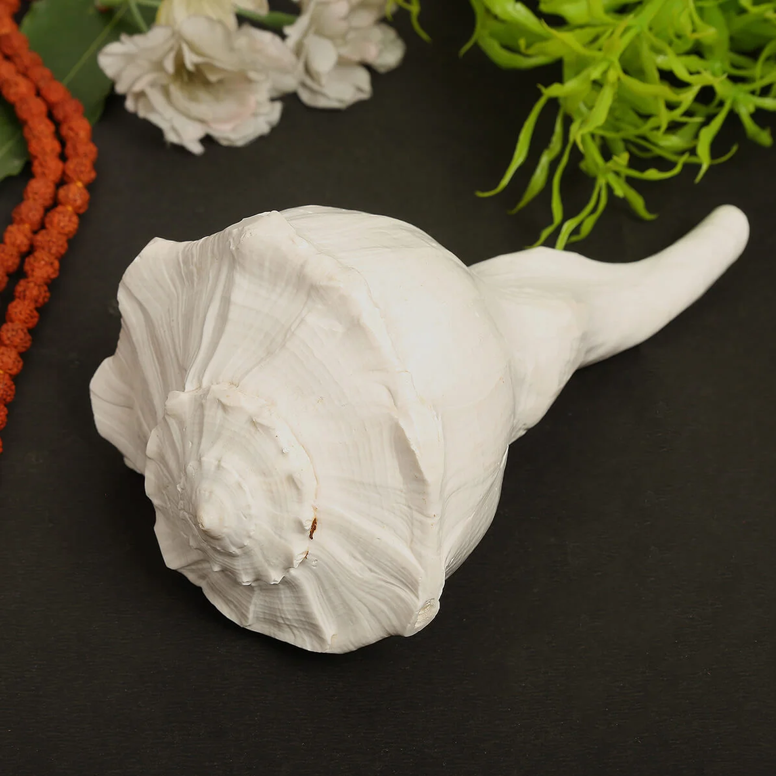 Combo of Dakshinavarti Shankh and Brass Stand Lab Certified for wealth, prosperity, and spiritual protection.