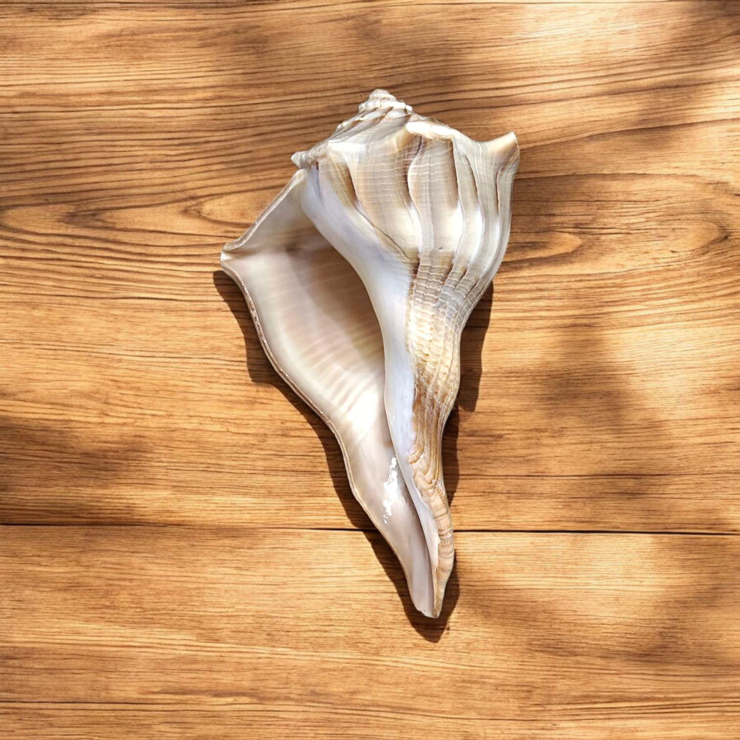 Dakshinavarti Shankh Valampuri Sangu – Lab Certified Spiritual Conch for Vastu and Prosperity