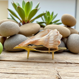 Dakshinavarti Shankh Valampuri Sangu – Lab Certified Spiritual Conch for Vastu and Prosperity