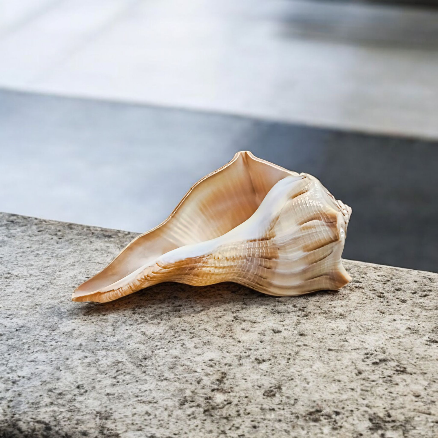 Dakshinavarti Shankh Valampuri Sangu – Lab Certified Spiritual Conch for Vastu and Prosperity