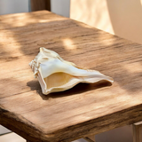 Dakshinavarti Shankh Valampuri Sangu – Lab Certified Spiritual Conch for Vastu and Prosperity