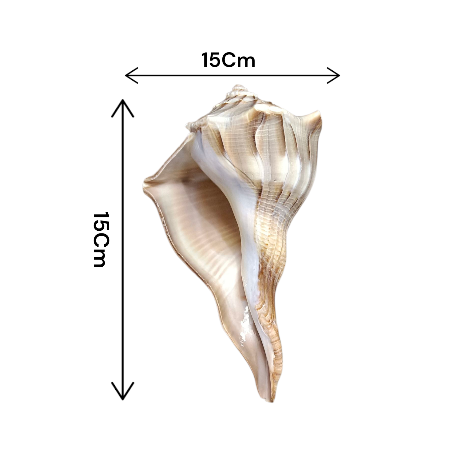 Dakshinavarti Shankh Valampuri Sangu – Lab Certified Spiritual Conch for Vastu and Prosperity