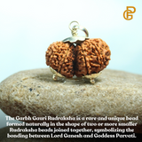 Garbh Gauri Rudraksha bead, lab certified, used for fertility and healthy pregnancy, worn as a pendant or bracelet.