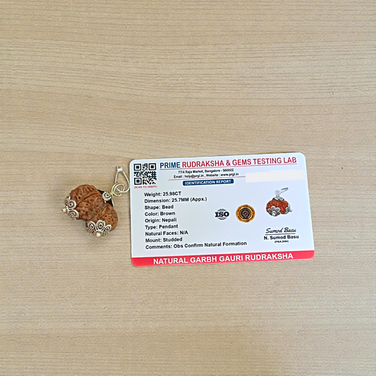 Garbh Gauri Rudraksha bead, lab certified, used for fertility and healthy pregnancy, worn as a pendant or bracelet