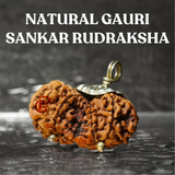 Gauri Shankar Rudraksha lab-certified bead, symbolizing the divine union of Lord Shiva and Goddess Parvati, ideal for spiritual growth, peace, and prosperity