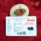 Gauri Shankar Rudraksha lab-certified bead, symbolizing the divine union of Lord Shiva and Goddess Parvati, ideal for spiritual growth, peace, and prosperity