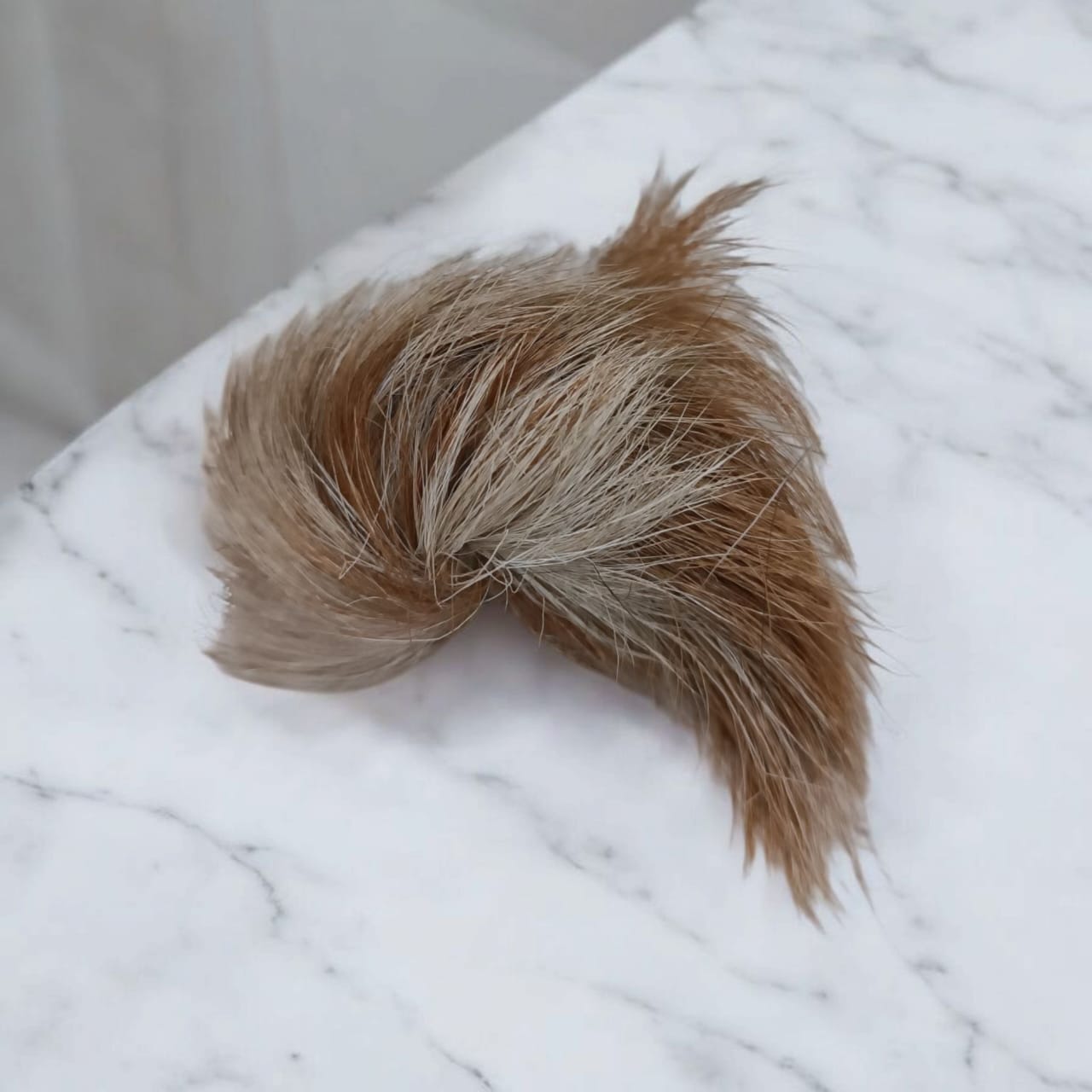 Genuine Siyar Singhi - Gidar Singhi Male and Female Pair, displayed with soft lighting to highlight their intricate details and authentic quality