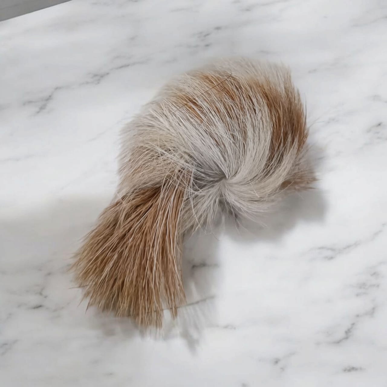 Genuine Siyar Singhi - Gidar Singhi Male and Female Pair, displayed with soft lighting to highlight their intricate details and authentic quality