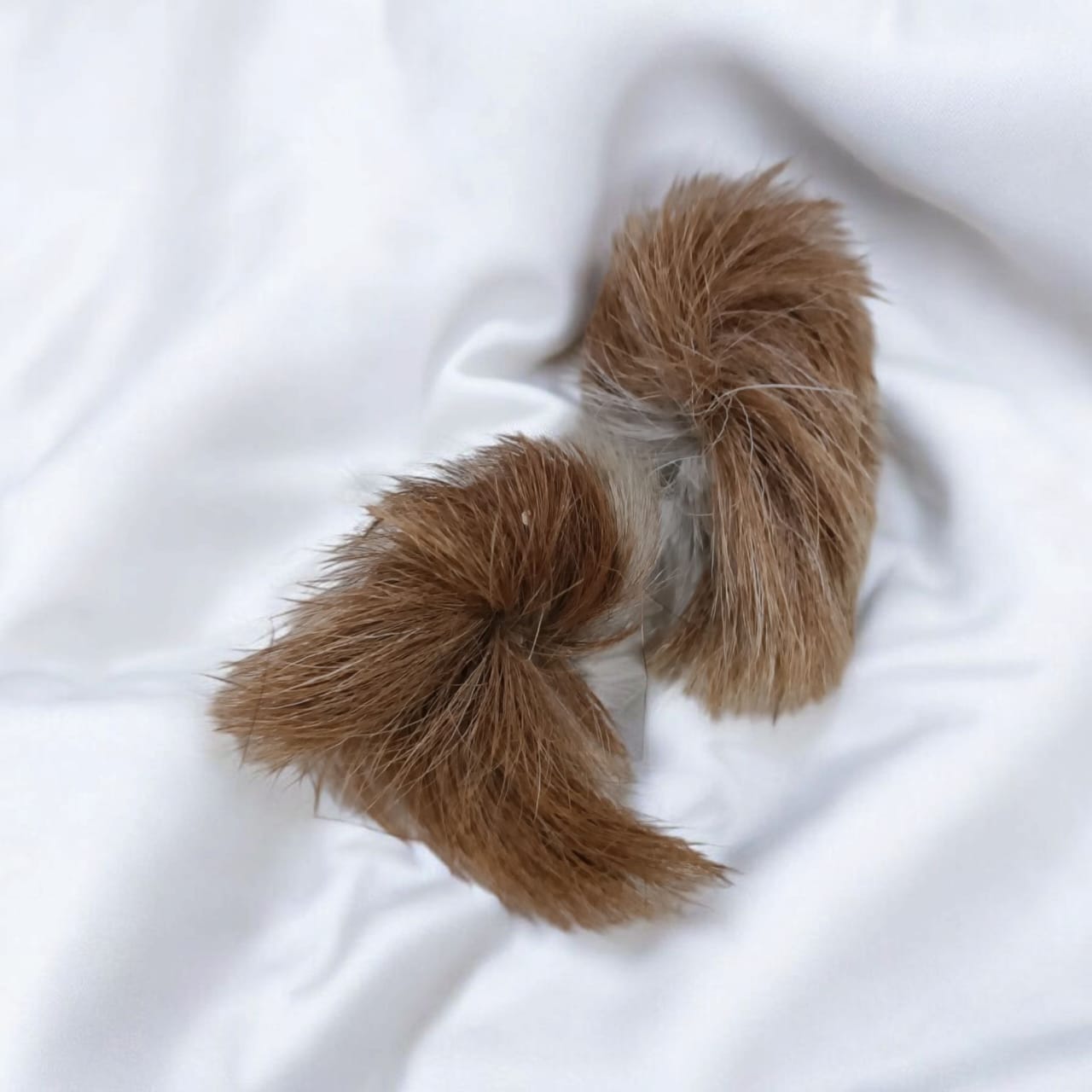 Genuine Siyar Singhi - Gidar Singhi Male and Female Pair, displayed with soft lighting to highlight their intricate details and authentic quality