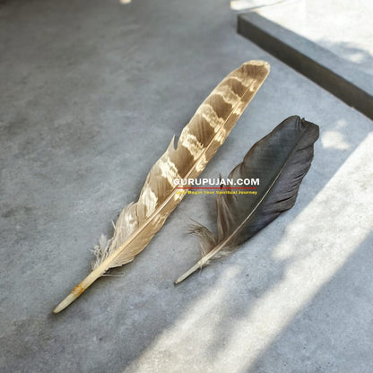 Owl & Crow Feather – Ullu Ka Pankh / Kauwe Ka Pankh for Remedies & Upay