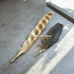 Owl Feather - Ullu Ka Pankh - Oolu Ka Pankh Upay Ke Liye - Original Owl Feather for Remedies