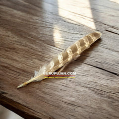 Owl Feather - Ullu Ka Pankh - Oolu Ka Pankh Upay Ke Liye - Original Owl Feather for Remedies