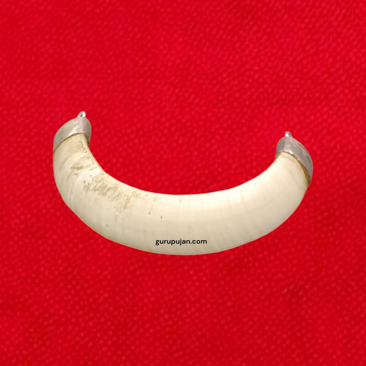 Wild Boar Tooth U-Shape in Pure Silver Cap – Lab Certified Jungali Suar Ka Dant