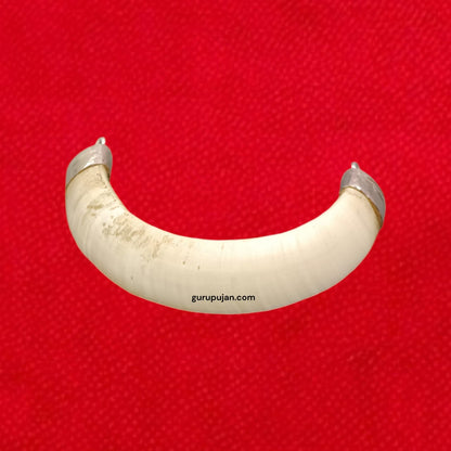Wild Boar Tooth U-Shape in Pure Silver Cap – Lab Certified Jungali Suar Ka Dant