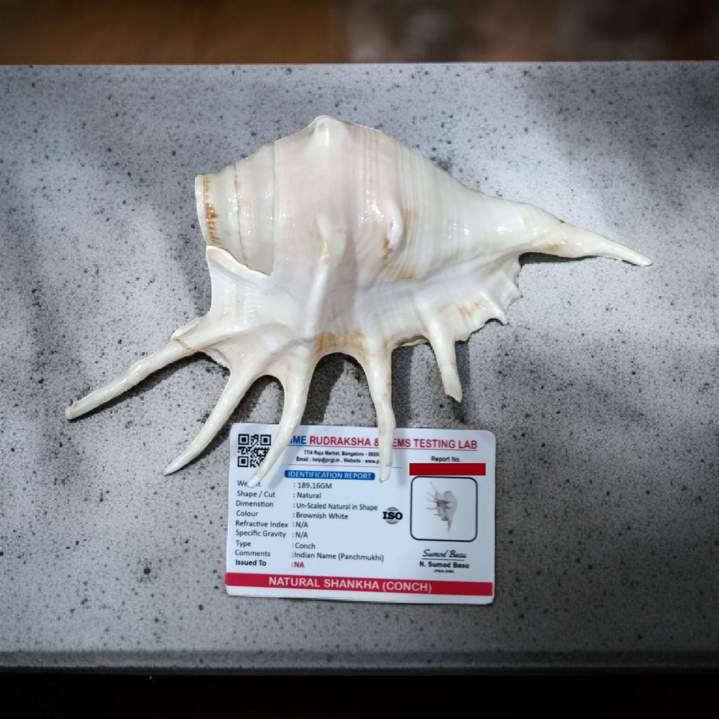 Natural Panchmukhi Shankha Conch | Lab Certified | Sacred Puja & Ritual Use