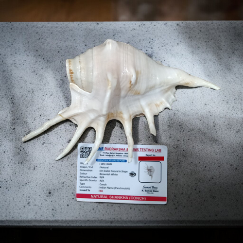 Natural Panchmukhi Shankha Conch | Lab Certified | Sacred Puja & Ritual Use