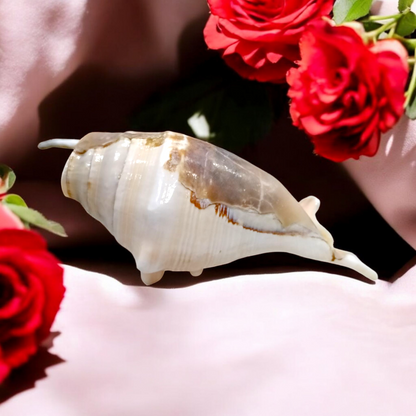 Natural Panchmukhi Shankha Conch | Lab Certified | Sacred Puja & Ritual Use