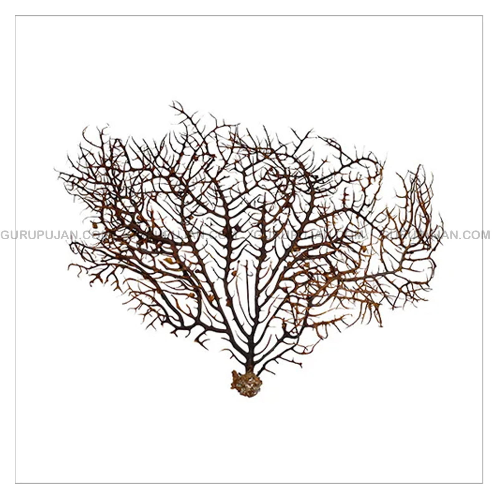 Indrajal 100% Genuine | For Goodluck & Prosperity | Lab Certified