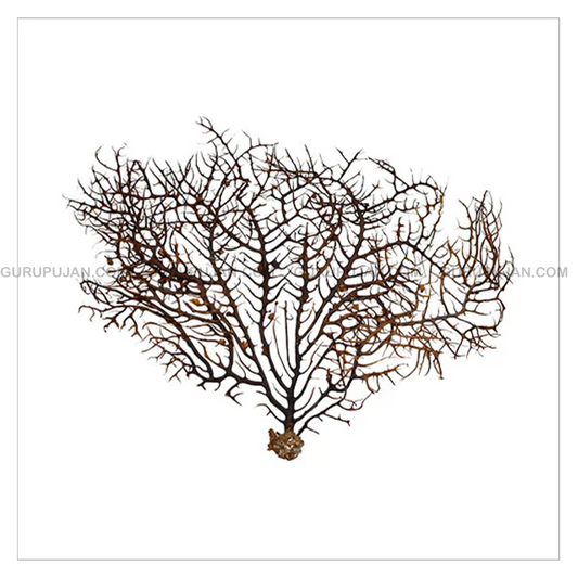 Indrajal 100% Genuine | For Goodluck & Prosperity | Lab Certified