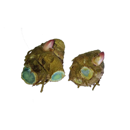 Kaali Haldi Black Turmeric - Sacred Herb for Spiritual and Health Benefits