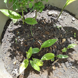 Kaali Haldi Black Turmeric - Sacred Herb for Spiritual and Health Benefits