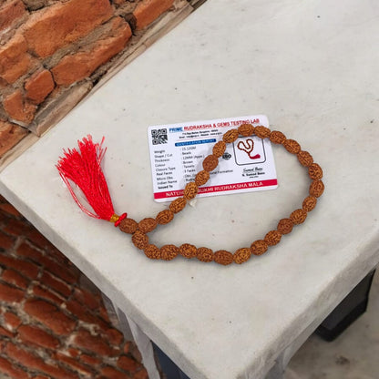 Lab-certified_3_Mukhi_Rudraksha_Mala_for_stress_and_anxiety_relief_available_in_27_1_54_1_and_108_1_bead_variants_by_Gurupujan
