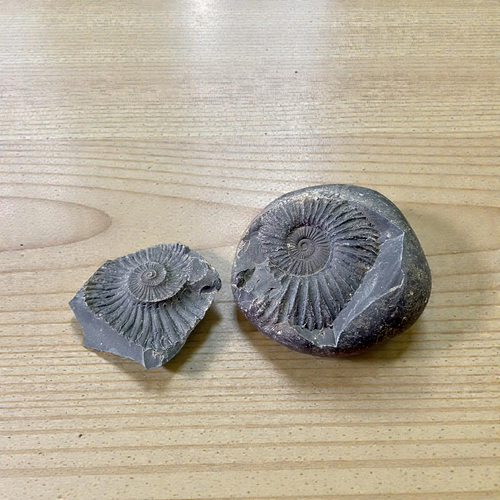 Natural Chakra Shaligram | Lab Certified | Spiritual Protection & Ritual Use