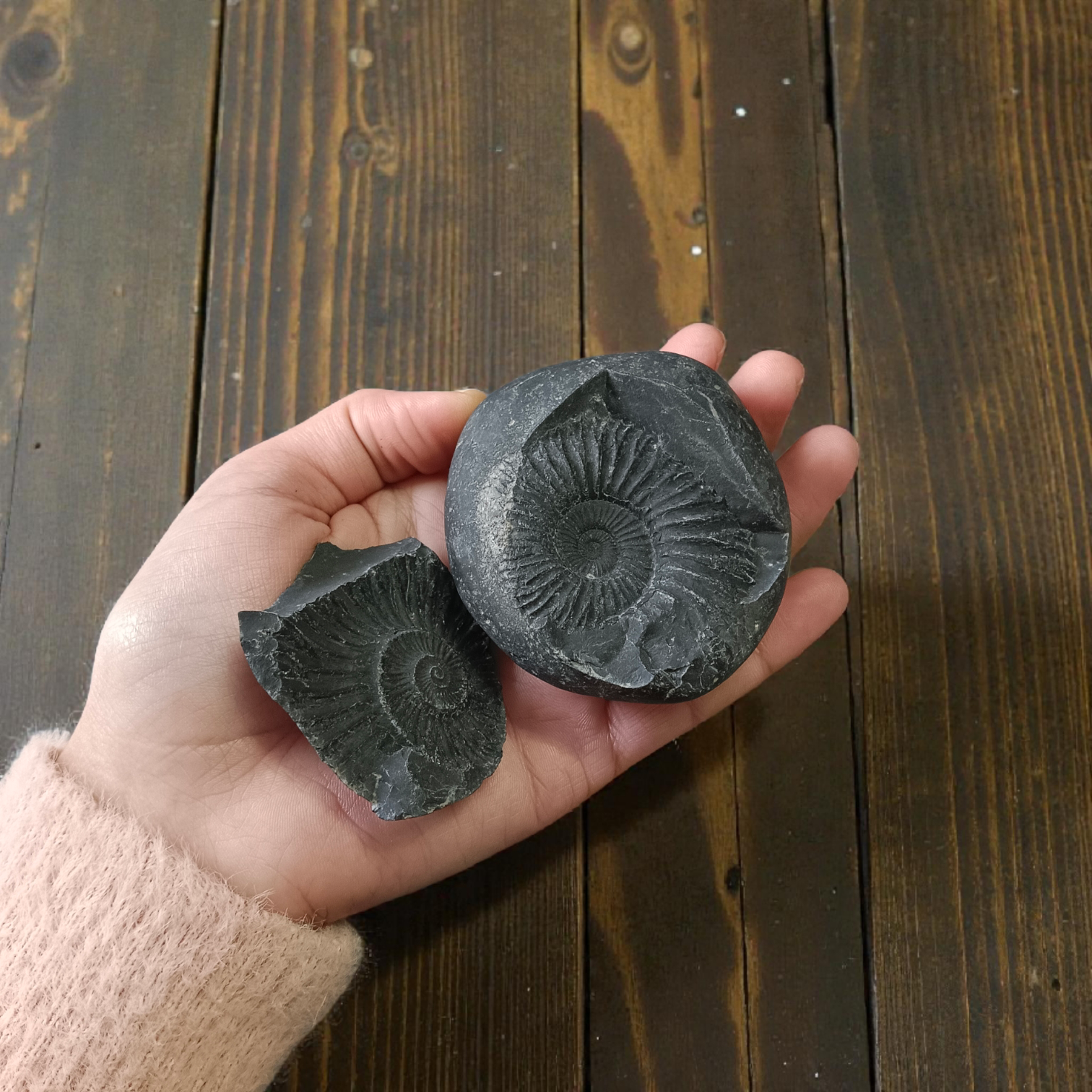 Natural Chakra Shaligram stone with authentic markings used for worship and spiritual protection
