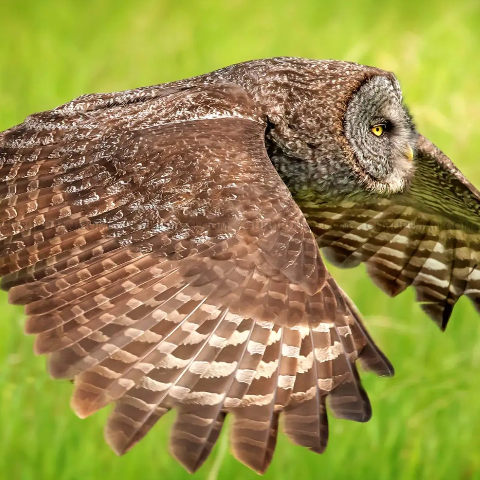 Natural Owl Feather | Original Ullu Ka Pankh – Lab Certified feather used for spiritual protection, wisdom, and negative energy removal
