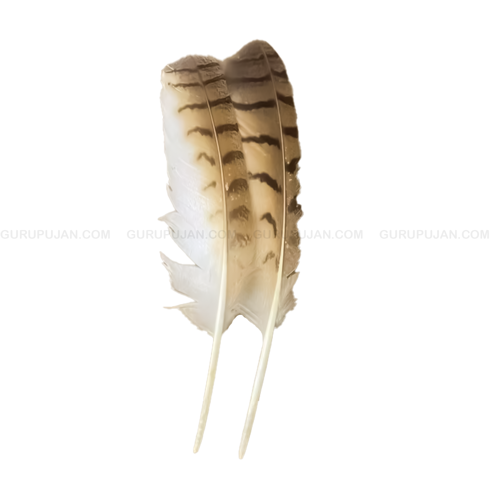 Natural Owl Feather | Original Ullu Ka Pankh – Lab Certified feather used for spiritual protection, wisdom, and negative energy removal