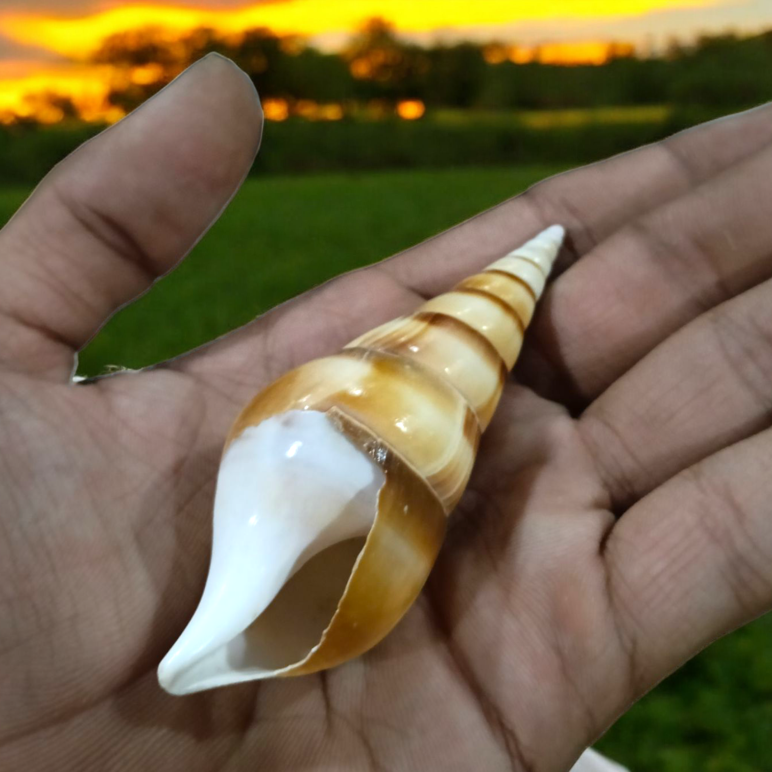 Natural Sea Shell Shankh (Sippi) Lab Certified GuruPujan