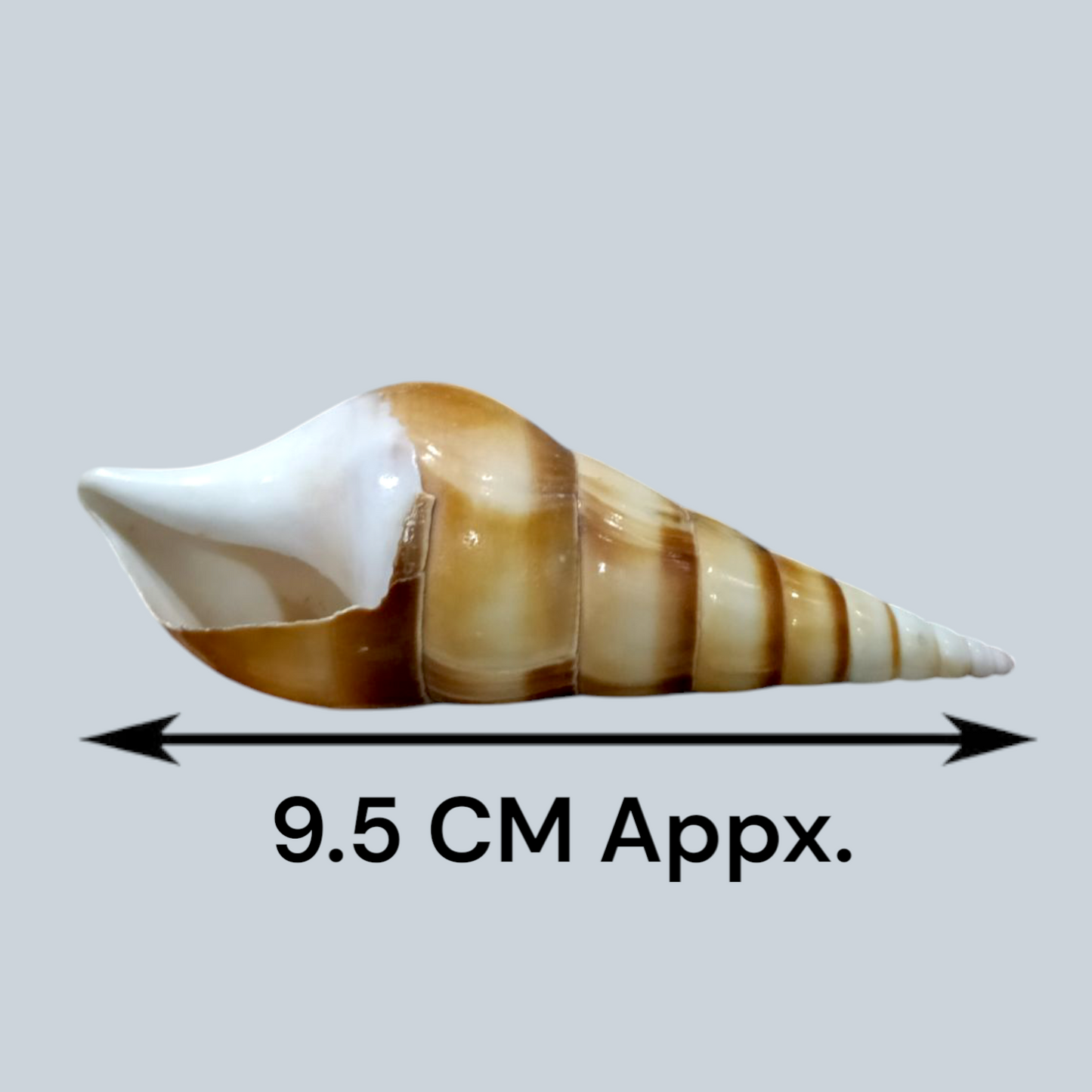 Natural Sea Shell Shankh (Sippi) Lab Certified GuruPujan