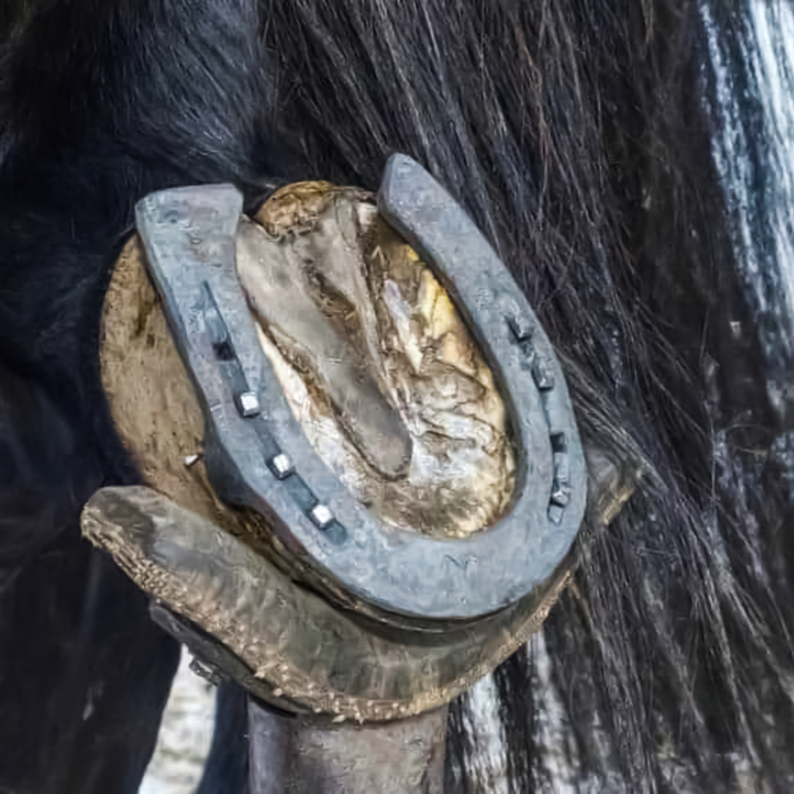 Original Black Horse Shoe with Ring, symbolizing good luck and protection, used as a decorative and spiritual item.