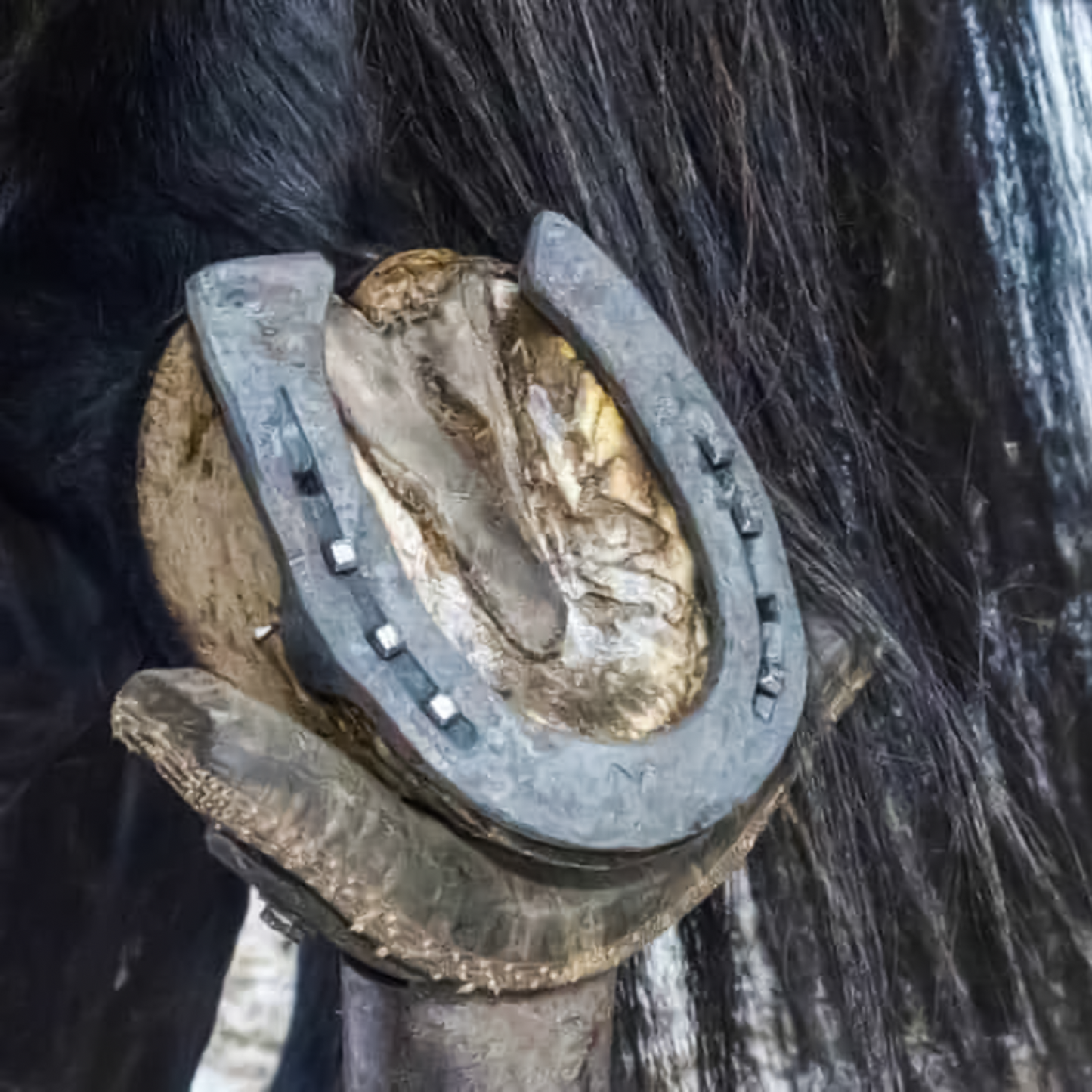 Original Black Horse Shoe with Ring, symbolizing good luck and protection, used as a decorative and spiritual item.