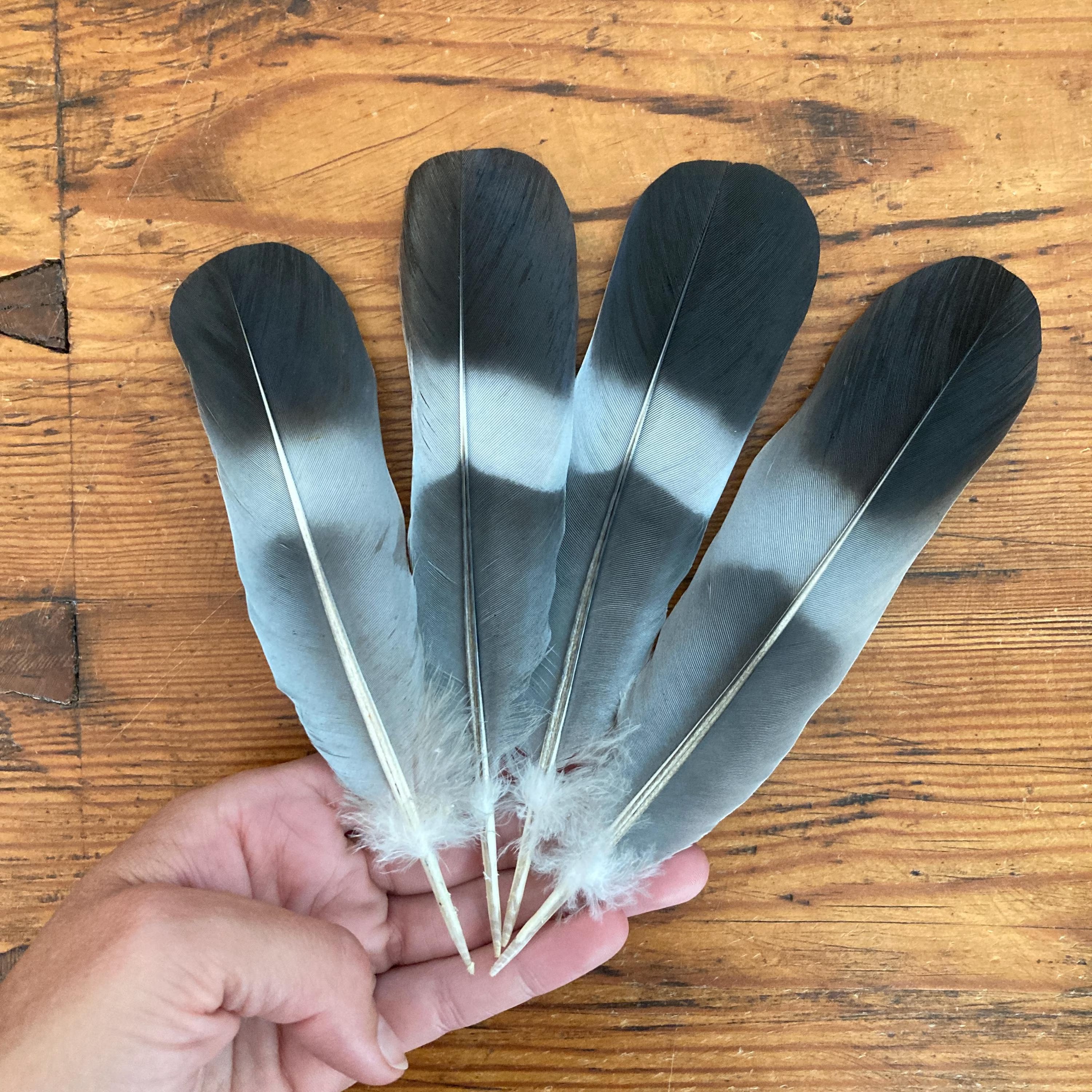 Original Pigeon Feather (Kabootar Ka Pankh) used for spiritual rituals and Vastu remedies