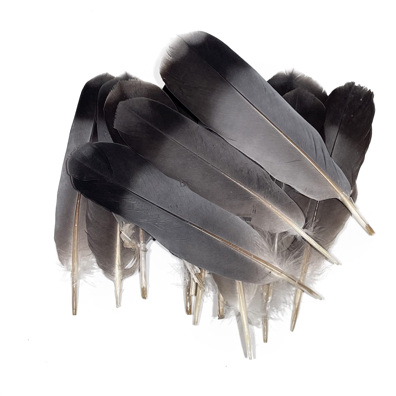 Original Pigeon Feather (Kabootar Ka Pankh) used for spiritual rituals and Vastu remedies